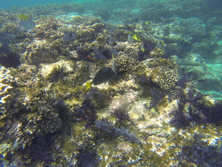 ARRECIFES SUBMARINOS SNORNELING DIVERSIDAD DE PECES