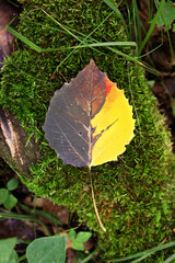 Beautiful Multicolored Fall Aspen Leaf Laying on Mossy Log on Forest Floor