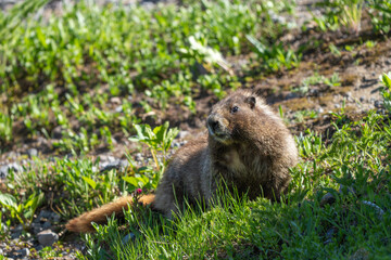 Marmot on Mount Rainier, Wild Alpine Wildlife in Pacific Northwest