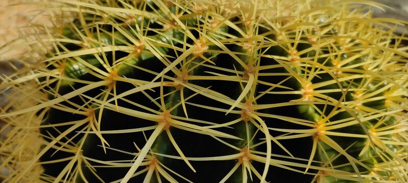 CACTUS Y ESPINAS CACTACEAS