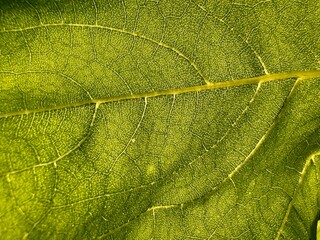 Detailed macro view of a green leaf showing veins and natural texture 