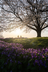 Naklejka premium 春の成田市さくらの山 桜と紫の花