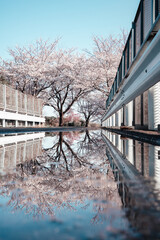 成田市さくらの山 水たまりに映る桜とガードレール