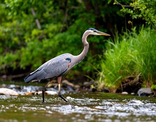 Heron wading in a shallow stream