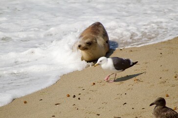 seagull and Sea lion in La Jolla Cove, San Diego, California during summer time