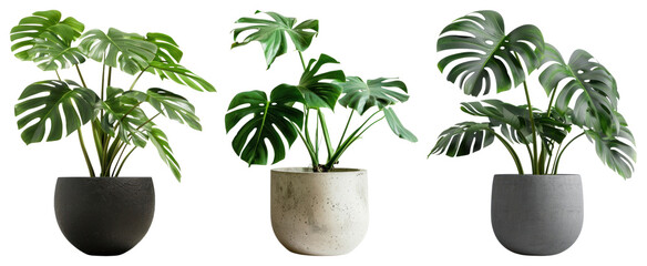 PNG Three potted monstera plants, element set on transparent background