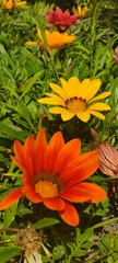 FLOR DE MARGARITA