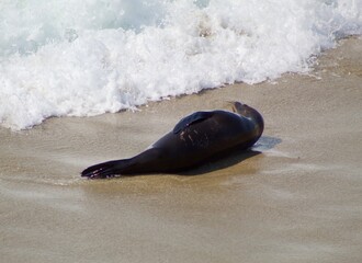 Sea lion loaf by water in La Jolla Cove, San Diego, California during summer time