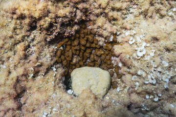 A detailed macro view of a marine ecosystem featuring a brown tunicate colony, algae, and...