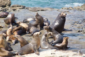 Sea lions in La Jolla Cove, San Diego, California during summer time