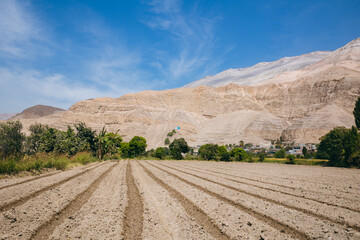 Countryside landscape of a potato plantation