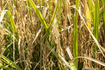 Rice ears in the field
