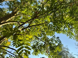 Fototapeta premium A beautiful top view of a rowan tree with lush green leaves creating a natural texture.