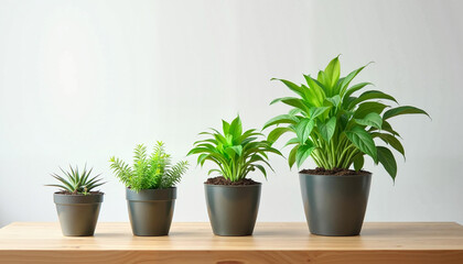 Obraz premium Potted plants on wooden table 