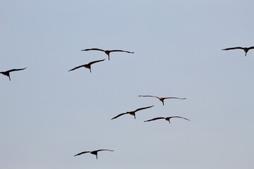 California pelicans flying in the blue sky in san diego