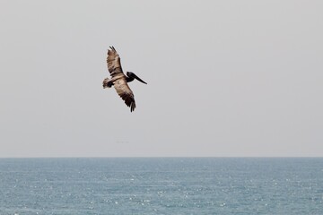 California brown pelicans flying in la jolla cove san diego california on summer day