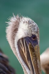 California brown pelican head close up in la jolla cove san diego california on summer day