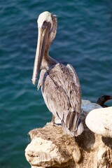 California brown pelican resting by water in la jolla cove san diego california on summer day