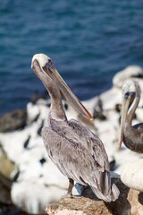 California brown pelican resting by water in la jolla cove san diego california on summer day