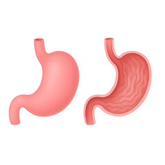 Obraz premium An illustration of a human stomach anatomy, showing the internal structure in detail, isolated on transparent background