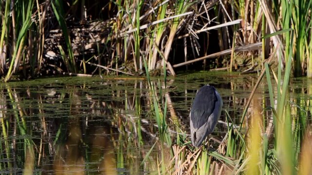 Black-crowned Night Heron is a rare sight in the marsh at Alamosa National Wildlife Refuge in Colorado