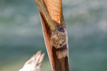 California brown pelican stretching mouth close up in la jolla cove san diego california on summer...