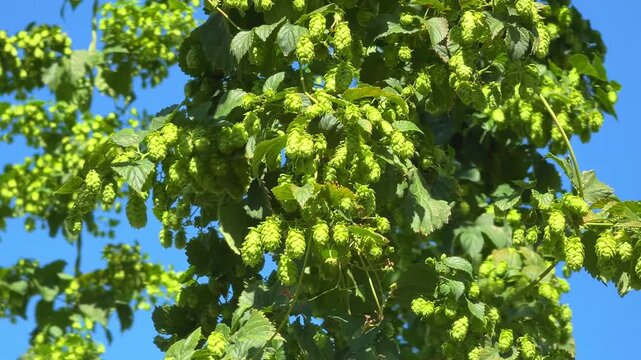 Tall hop plants Humulus lupulus with fresh green cones growing on climbing vines under blue sky