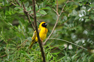 A southern masked weaver perched on a branch