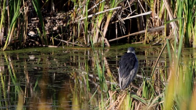 Black-crowned Night Heron is a rare sight in the marsh at Alamosa National Wildlife Refuge in Colorado
