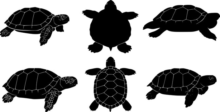 turtle top view silhouette on white background vector
