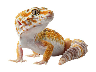 Naklejka premium Detailed View of Colorful Gecko on Transparent Background
