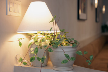 Charming Indoor Plant Display with Soft Lighting for Home Aesthetics