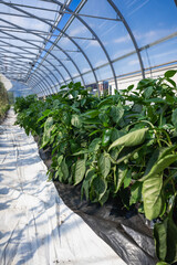 Lush Green Pepper Plants Growing Inside a Transparent Greenhouse Structure