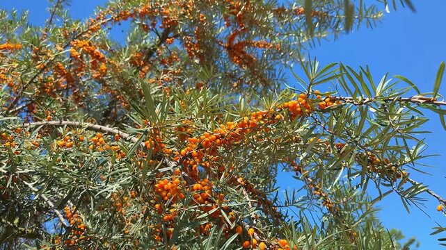 Close up of sea buckthorn Hippophae rhamnoides with ripe orange berries growing on branches in sunlight