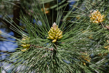close up view of a pine tree branch growing a fruit in a sunny summer day