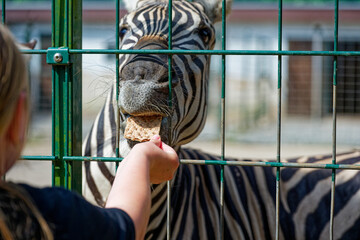 Zebra eating bread from girl hand behind green metal fence