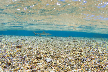 A blacktip reef shark is swimming near the surface of the Fakarava atoll. A common shark is often seen near the island. Clear water with the sharks. 