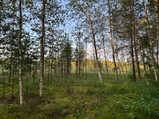 Scenic view of birch trees growing in a swamp with reflective water and natural vegetation