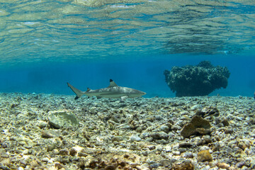 A blacktip reef shark is swimming near the surface of the Fakarava atoll. A common shark is often seen near the island. Clear water with the sharks. 