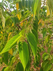 Green leaves 