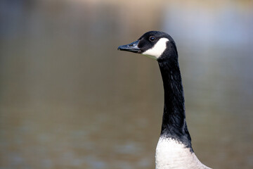 Canada Goose