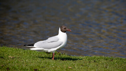 Black Headed Gull with summer plumage