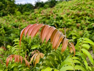 Kalakai plants (Stenochlaena Palustris) in the morning © RMX IMG