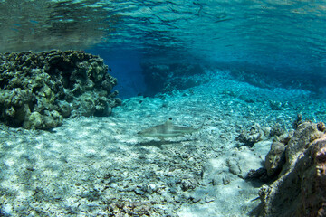 Fototapeta premium A blacktip reef shark is swimming near the surface of the Fakarava atoll. A common shark is often seen near the island. Clear water with the sharks. 
