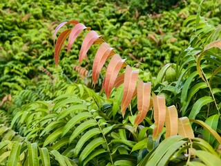 Kalakai plants (Stenochlaena Palustris) in the morning © RMX IMG