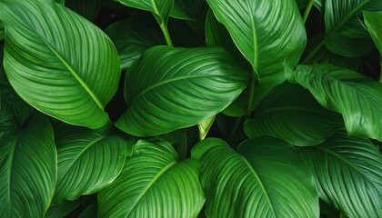 Lush green leaves close up