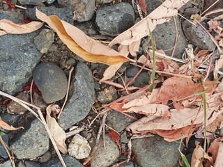 Dry leaves  and stone 