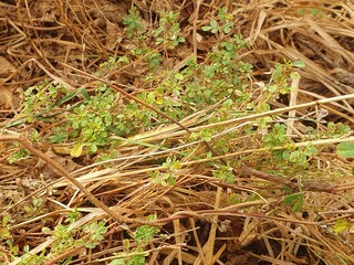 Dry grass