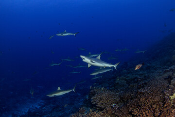 Fototapeta premium A group of grey reef sharks near the bottom of the ocean, next to the Fakarava atoll. School of sharks during the dive. Medium-sized sharks in French Polynesia.