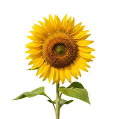 Obraz premium Vibrant Sunflower: A Detailed Close-Up of a Single Bloom